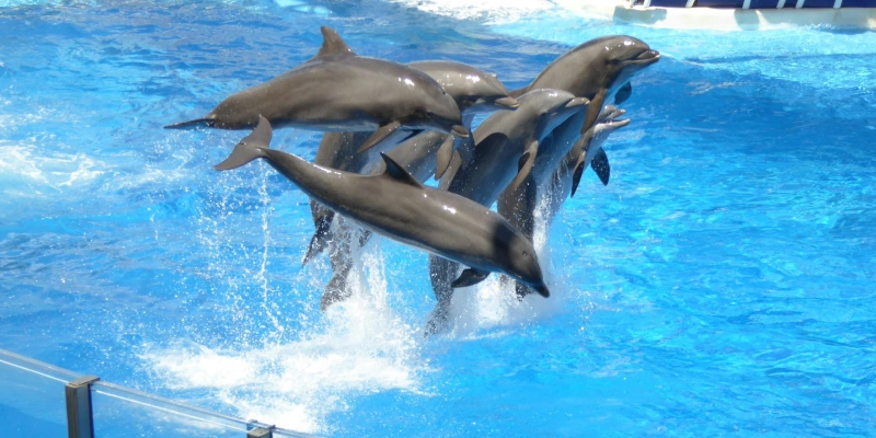 Family watching dolphins jump at SeaWorld Orlando in Florida
