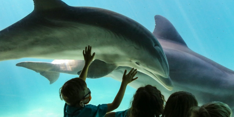 Children enjoying hands-on marine life exhibits at SeaWorld Orlando aquarium