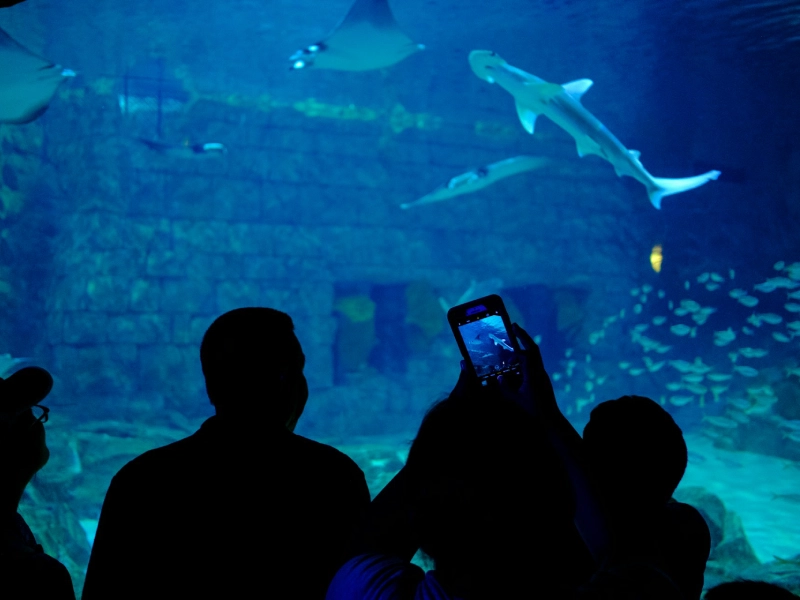 Orca whale performing during a live show at SeaWorld Orlando marine park